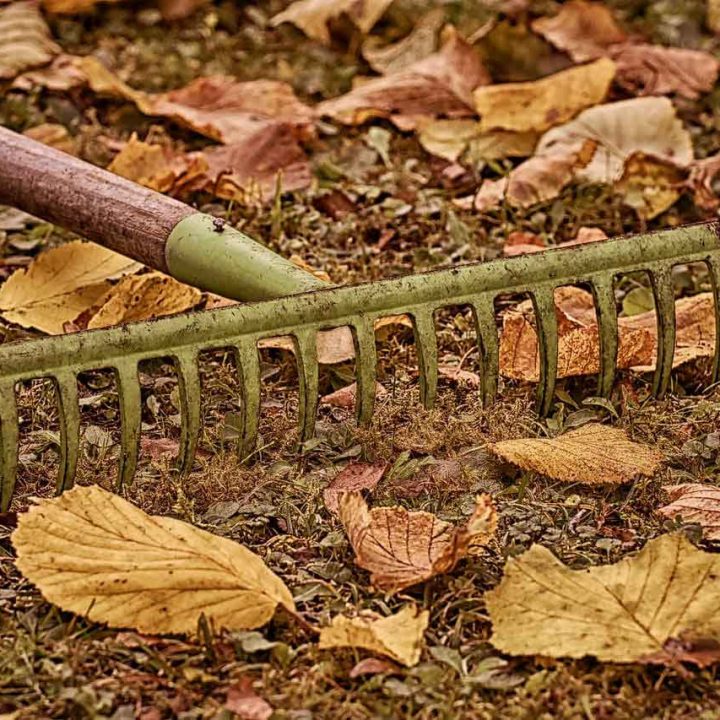 autumn- autumn-