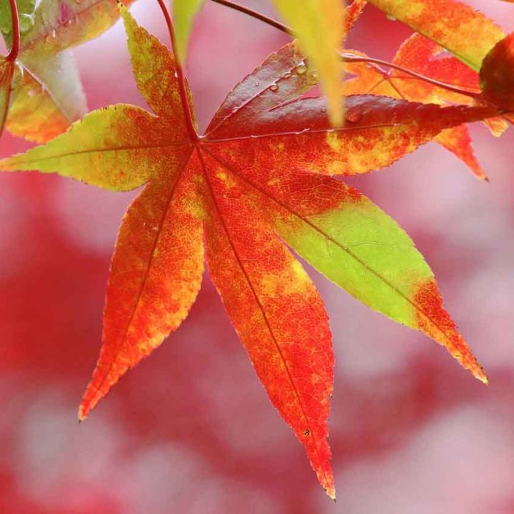 autumn-leaves- autumn-leaves-